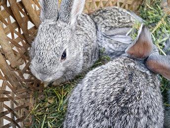 大批机器人被封号 《失落的方舟》玩家人数锐减、但社区非常高兴